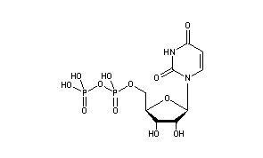 Uridine 5'-Diphosphate