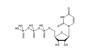 Uridine 5'-Triphosphate