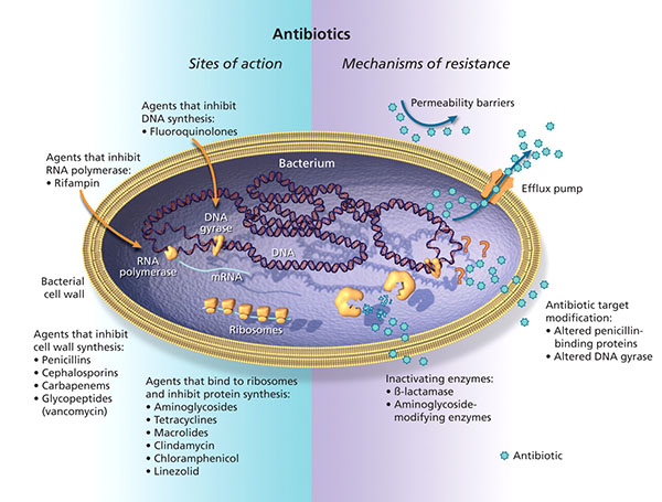 欧盟EMA发布指南支持开发新的抗生素
